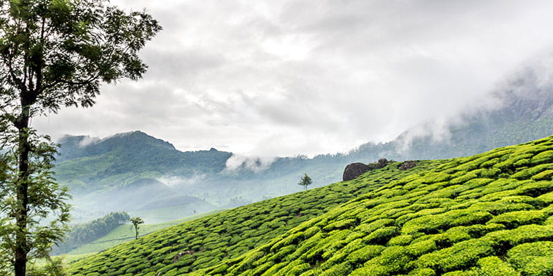 Fagu Tea Estate
