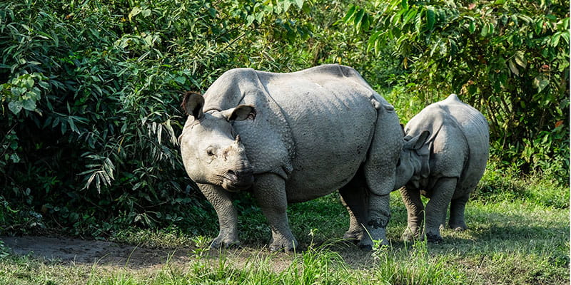 Kaziranga National Park