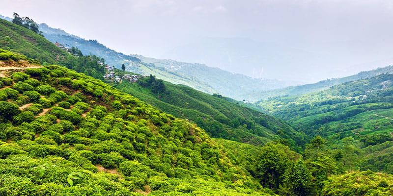 Happy Valley Tea Estate