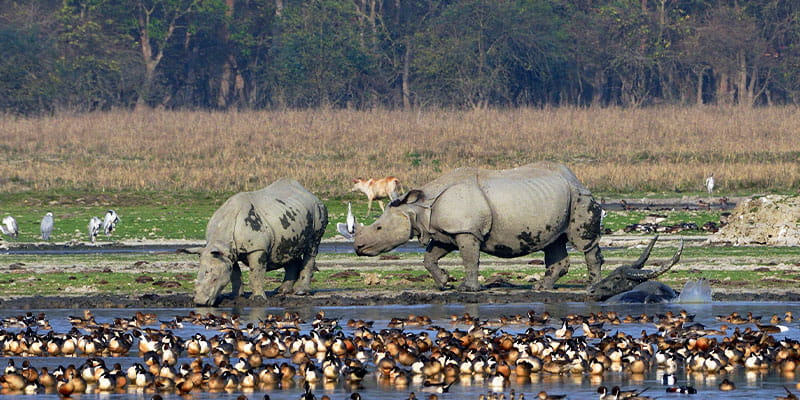Pobitora Wildlife Sanctuary