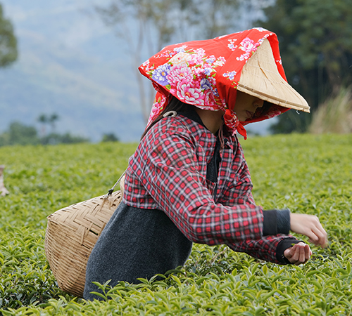 Darjeeling tour package