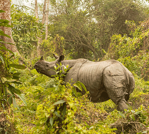 DOOARS WILD LIFE TOUR